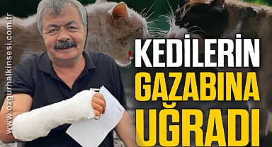 KEDİLERİN GAZABINA UĞRADI