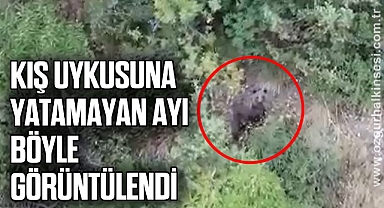Kış uykusuna yatamayan ayı havadan böyle görüntülendi