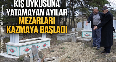 Kış uykusuna yatamayan ayılar, mezarları kazmaya başladı