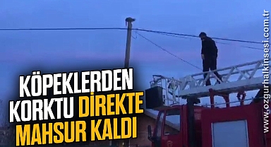 Köpeklerden korkup çıktığı direkte mahsur kaldı