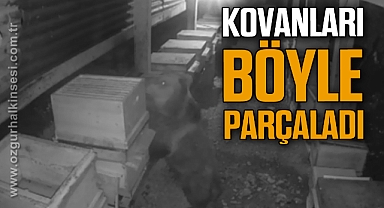 Köye inen anne ve yavru ayı kovanları böyle parçaladı