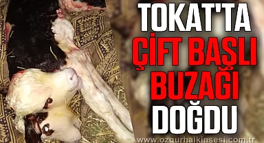 Tokat'ta çift başlı buzağı doğdu