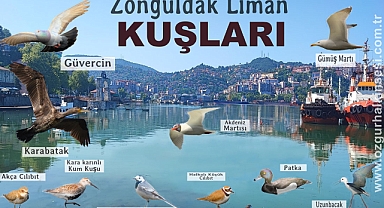 ZONGULDAK LİMANI'NDA GÖRÜNEN KUŞLAR