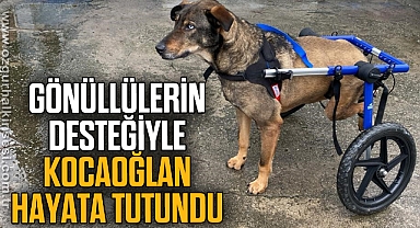 Arabanın çarptığı sokak köpeği gönüllülerin desteği ile hayata tutundu