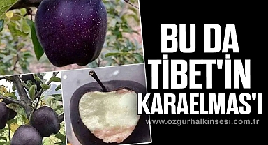 BU DA TİBET'İN KARAELMAS'I...