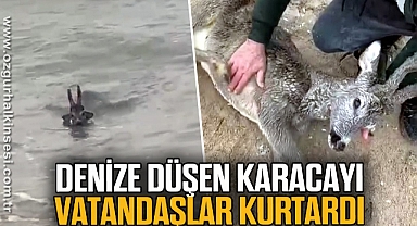 Denize düşen karacayı vatandaşlar kurtardı