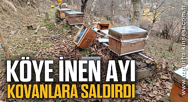 Köye inen ayı, arı kovanlarına saldırdı
