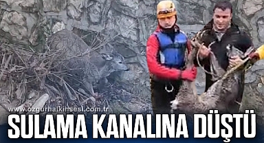 Sulama kanalına düşen karaca kurtarıldı