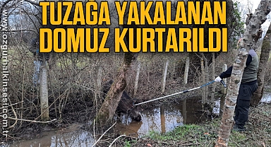 Tuzağa yakalanan domuz kurtarıldı