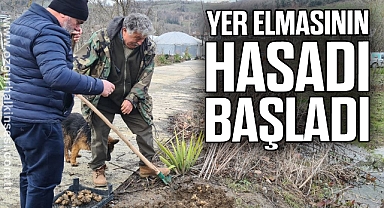 Yer elmasının hasadı başladı