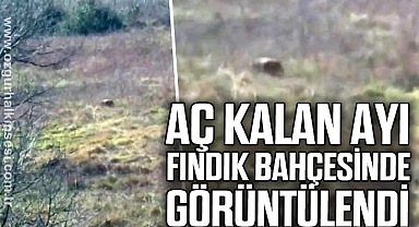 Aç kalan ayı fındık bahçesinde görüntülendi