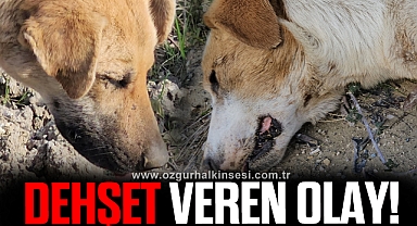 Dehşet veren olay