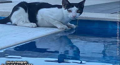 GÜNÜN FOTOĞRAFI