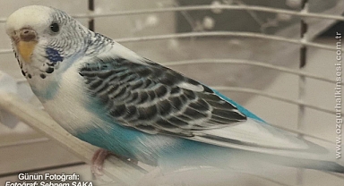 GÜNÜN FOTOĞRAFI