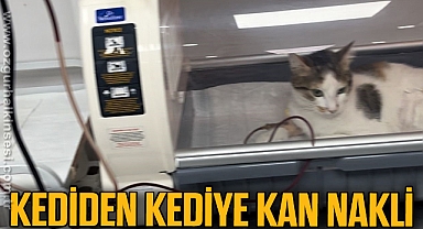 Kediden kediye kan nakli