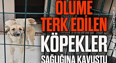 UYUŞTURULARAK ÖLÜME TERK EDİLENKÖPEKLER SAĞLIĞINA KAVUŞTU
