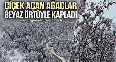 Çiçek açan ağaçlar beyaz örtüyle kapladı