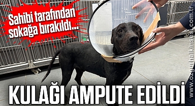 Köpeğin kulağı ampute edildi