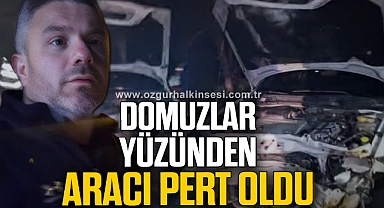 DOMUZLAR YÜZÜNDEN ARACI PERT OLDU