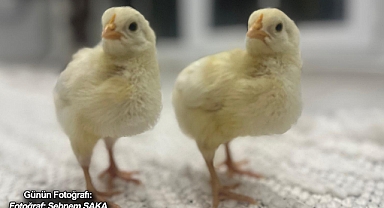GÜNÜN FOTOĞRAFI