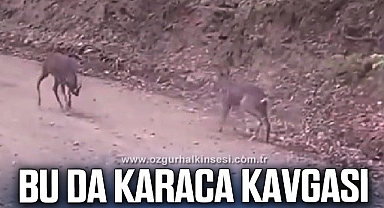 Karacaların kavgası böyle görüntülendi