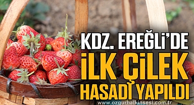 Kdz. Ereğli’de ilk çilek hasadı yapıldı