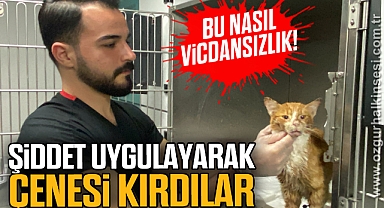 Şiddet uygulanarak çenesi kırılan kedinin tedavisi sürüyor