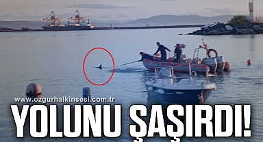 Yolunu şaşıran yavru yunus kurtarıldı