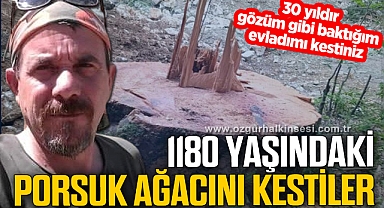 1180 YAŞINDAKİ PORSUK AĞACINI KESTİLER