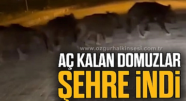 AÇ KALAN DOMUZLAR ŞEHRE İNDİ