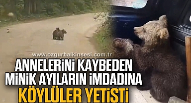 Annelerini kaybeden minik ayıların imdadına köylüler yetişti