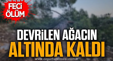Devrilen ağacın altında kalan işçi öldü