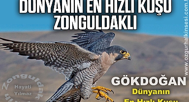 DÜNYANIN EN HIZLI KUŞU, ZONGULDAKLI