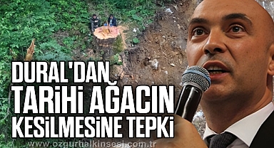 DURAL'DAN TARİHÎ AĞACIN KESİLMESİNE TEPKİ
