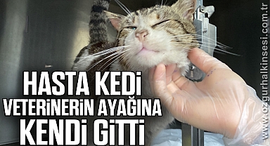 Hasta kedi veterinerin ayağına kendi gitti