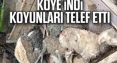 Köye indi koyunları telef etti