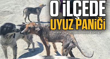 O ilçede uyuz paniği