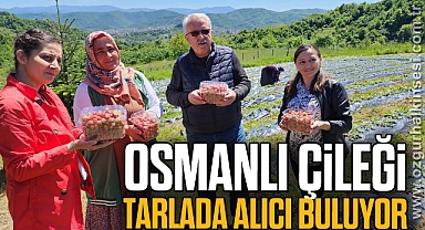 Osmanlı çileği tarlada alıcı buluyor