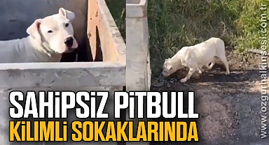 Sahipsiz Pitbull Kilimli sokaklarında