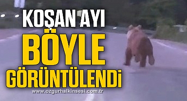Seyir halindeki aracın önüne ayı çıktı