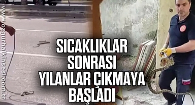 Sıcaklıklar sonrası yılanlar çıkmaya başladı