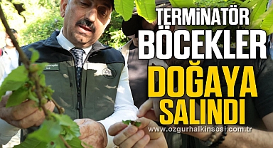Terminatör böcekler doğaya salındı