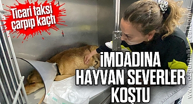 Ticari taksinin çarptığı sokak köpeğinin imdadına hayvan severler koştu
