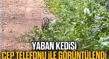 Yaban kedisi cep telefonu ile görüntülendi