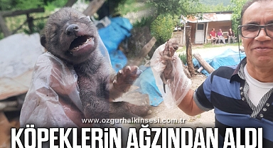 Yavru çakalı köpeklerden kurtardı