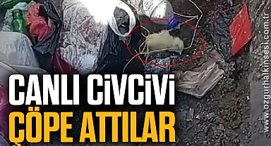 Canlı civcivi çöpe attılar