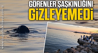 Denizde görenler şaşkınlığını gizleyemedi