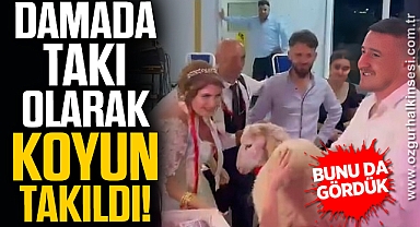 DÜĞÜNDE TAKI OLARAK KOYUN TAKILDI