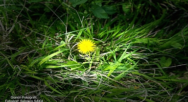GÜNÜN FOTOĞRAFI