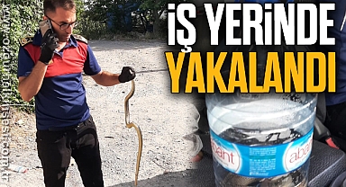 İş yerine giren yılanı itfaiye ekipleri yakalayıp doğaya saldı